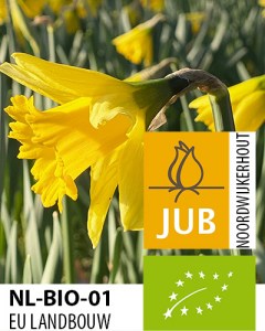 BIO Narcis Rijnvelds Early Sensation